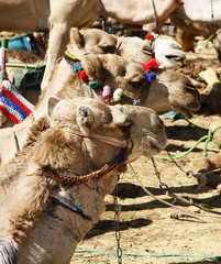 egipto