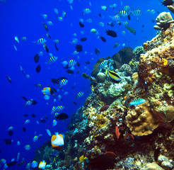 Obraz na płótnie Canvas Rafy koralowe
