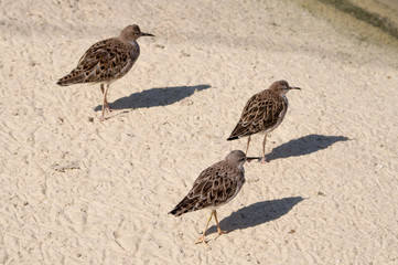 Birds