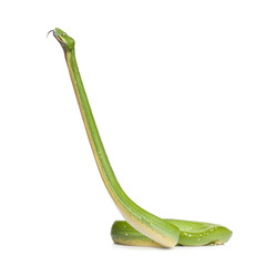 Fototapeta premium green tree python - Morelia viridis (5 years old)