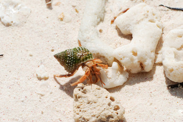 Hermit Crab on a beach