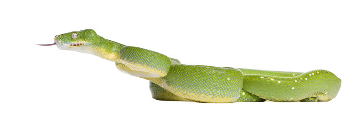 Fototapeta premium green tree python - Morelia viridis (5 years old)