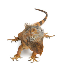 Green Iguana - Iguana iguana (6 years old)