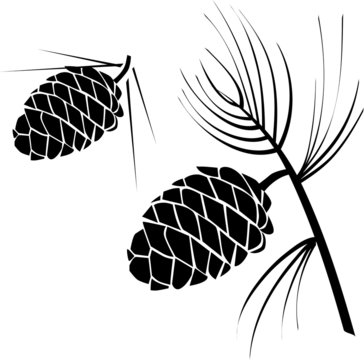 vector illustration of pinecone wood nature