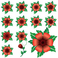 Red flower collection