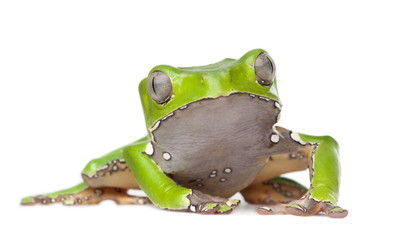 Fototapeta premium Giant leaf frog - Phyllomedusa bicolor
