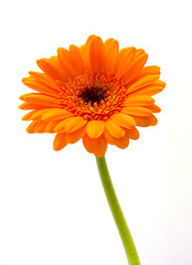 Orange Gerbera
