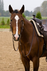 Obraz premium Westernpferd