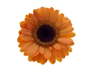 Orange Gerber