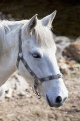 Obraz premium cheval