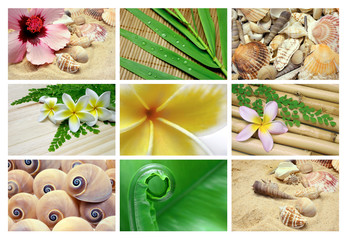 Tropical Background Collection