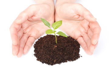 Transplant of a tree