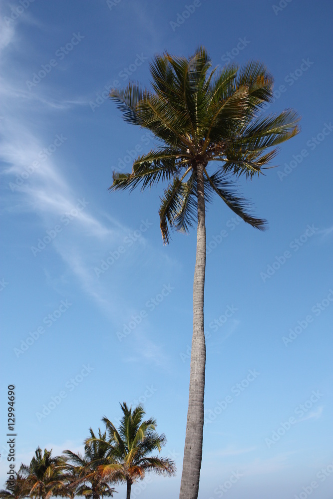 Wall mural a coconut tree at the beach