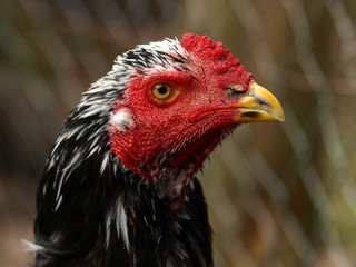 Huhn