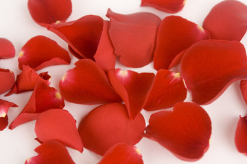 rose petals over white, perfect valentine's day background