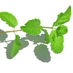 menthe