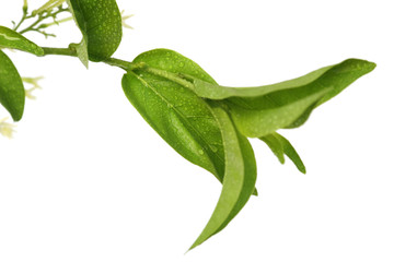 rameau de jasmin de nuit