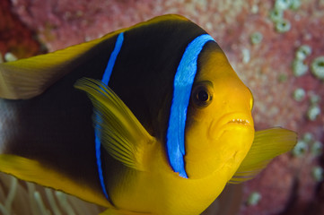 Orange clownfish, Micronesia - obrazy, fototapety, plakaty