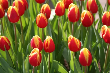Poster de jardin Tulipe red tulips