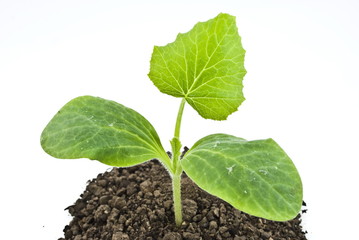 Pumpkin seedling in soil