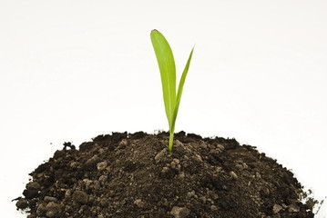 Corn sprout in soil