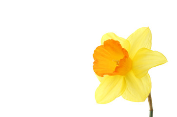 Daffodil with copy space