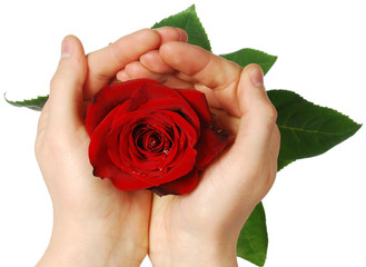 rose in  hands on a white background
