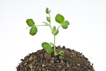 Pea seedlings in soil