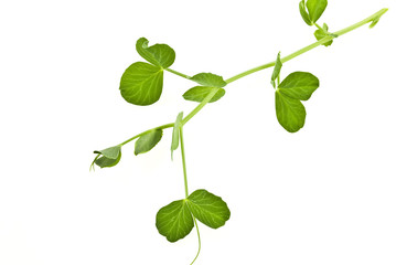 Branch of green pea on white background