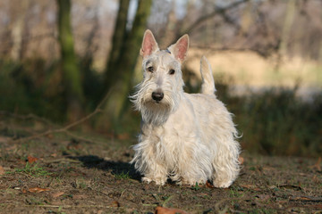 scottish terrier blanc adulte en promenade solitaire