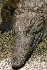 Coccodrillo