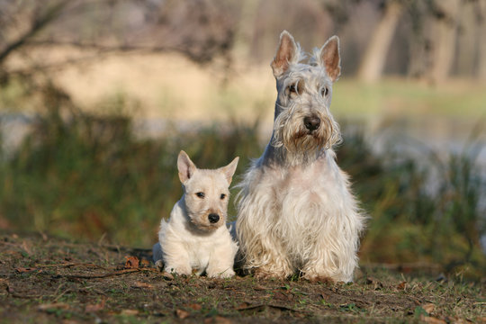 famille de scottish terrier blancs en promenade
