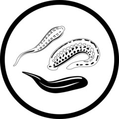Vector. Illustration of medical leech.