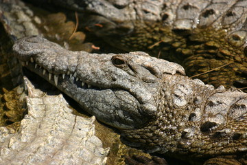 Coccodrillo