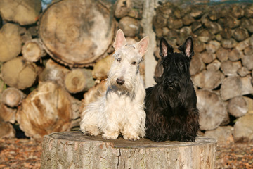 contraste de deux scottish terrier adultes de face noir + blanc