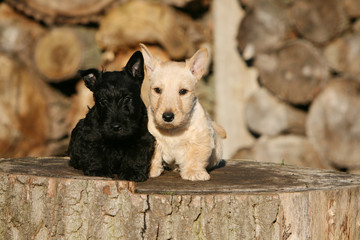cpntraste de deux chiots scottish terrier assis côte à côte