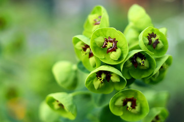 Obraz premium Euphorbe