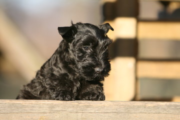 le petit chiot scottish terrier noir de face