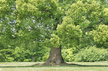 Gigantic tree
