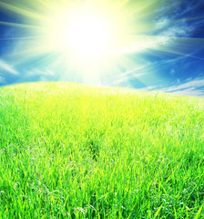 Green field on sunny