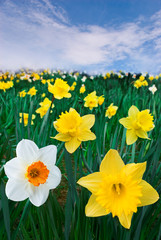 Obraz premium Dandelion field