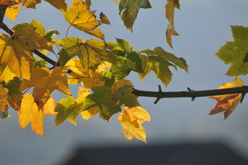 Herbstblätter