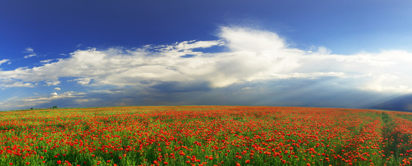 red field