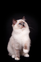 A ragdoll kitten with bright blue eyes
