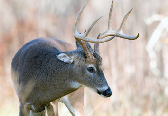 A whitetail deer buck