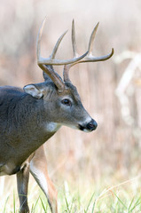 A whitetail deer buck
