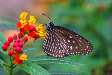 Fototapeta na wymiar Schmetterling auf tropischer Blüte