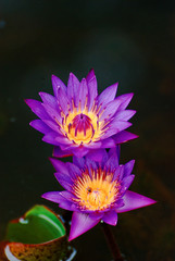 zwei Seerosen-Blüten auf einem Teich