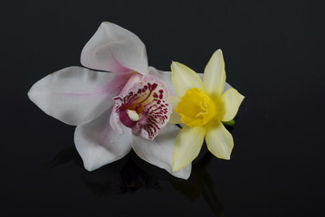 Orchidea e fiore giallo
