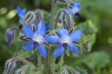 bourrache officinale